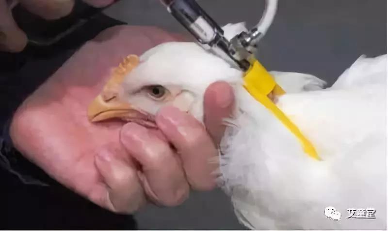 石家庄小儿推拿